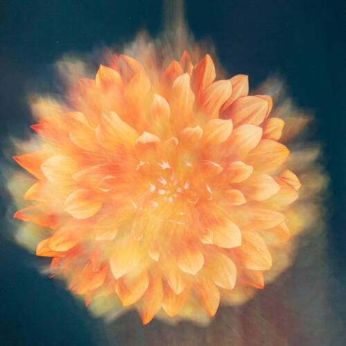 Brightly colored photograph of a closeup of an orange flower with lots of petals.